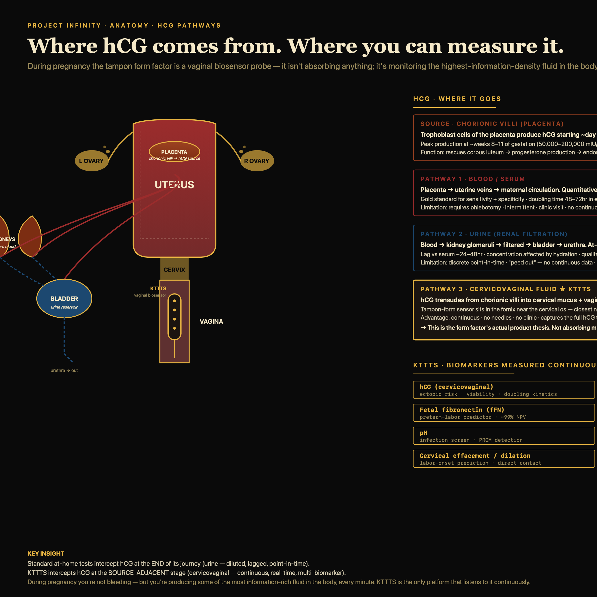 Female reproductive anatomy with hCG pathway